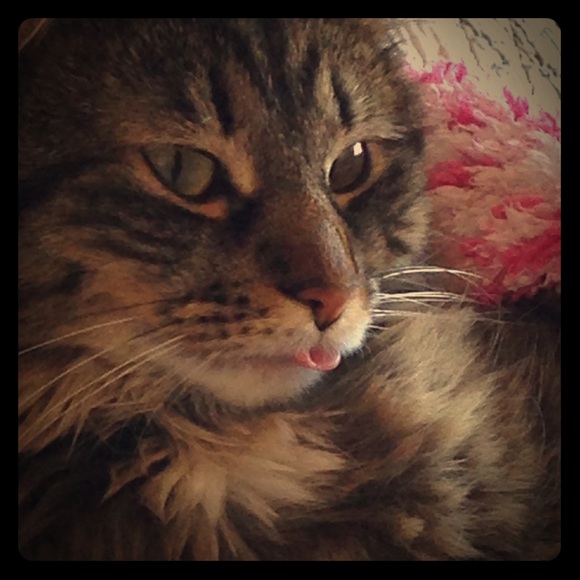 Meet your Posher at Trixies Kicks - Picture 1 of 1